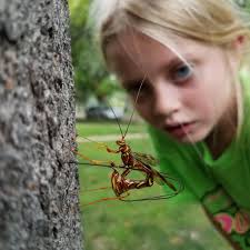 Giant ichnemon wasp infests dying maple tree