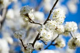 Cleveland select pear trees are a very commonly planted ornamental tree because of their stunning display of white flowers and neat, upright, oval shape. Why Do Bradford Pear Trees Smell Like That Al Com