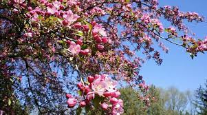 Check spelling or type a new query. Flowering Trees Of Canada Canada S Local Gardener Magazine