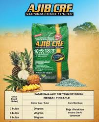 Maybe you would like to learn more about one of these? Baja Pokok Nanas Besar Dan Maniskan Buah 25kg Shopee Malaysia