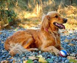 Why Is My Dog Eating Rocks The Dogington Post