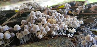 Image result for Coprinus sp.