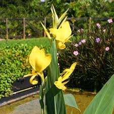 Image result for Aeschynomene glauca