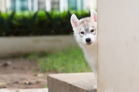 American kennel club's dog training experts show you how to provide the best basic training for your dog like walking on a leash & socialization. Siberian Husky Obedience Training