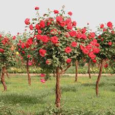 Egrow 100pcs Red Rose Tree Seeds Diy Home Garden Potted Balcony Yard Flower Plant Rose Trees Planting Flowers Flower Seeds