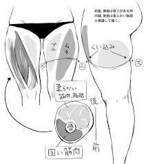 朝凪 新刊書店委託中 on twitter 解剖学のチュートリアル スケッチのテクニック お絵かき
