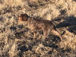 Buy or research wirehaired pointing griffon puppies. Shelby Broken Bow Kennels
