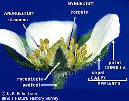 This time we are looking on the crossword puzzle clue for: Digital Flowers