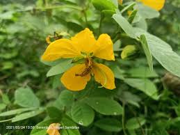 Image result for Senna tora