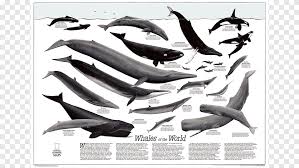 Paus sperma atau physeter macrocephalus merupakan salah satu jenis paus terbesar di dunia. Paus Sperma Peta National Geographic Society Cetacea World Paus Mamalia Laut Mamalia Png Pngegg