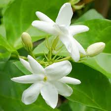 Image result for Jasminum grandiflorum