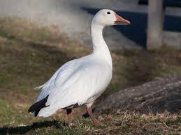 Some canada goose coloring may be available for free. Snow Goose Wikipedia
