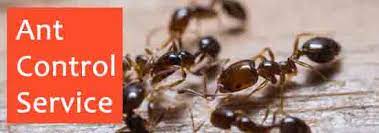 Are there natural traps that i can use? Pest Control Hoppers Crossing Bye Bye To Bed Bugs 0488 851 646