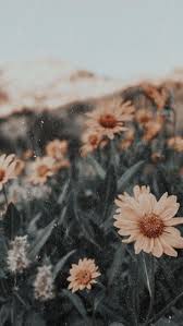  Wallpaper Bunga In 2021 Art Wallpaper Wallpaper Backgrounds Aesthetic Wallpapers