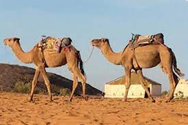 10 day moroccan food adventure. Camel Tours Best Desert Tours Private Or Shared Camel Trekking