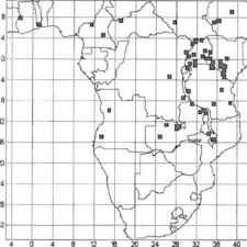 Image result for Elaeodendron matabelicum