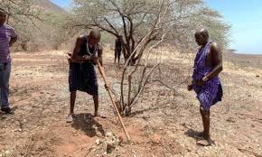 Image result for Cuscuta kilimanjari