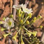 Image result for Commicarpus helenae