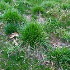 Dallisgrass is a coarse, clumping grass that spreads from short, thick rhizomes. The Agronomist I Ve Got Crabgrass In My Lawn Do They Really Laptrinhx News