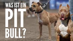 Reinrassige blue line welpen abgabebereit. Was Ist Ein Pitbull Die Unterschiede Von American Bully American Staffordshire Terrier Staffordshire Bullterrier American Pitbull Terrier Bullterrier Online Hundeschule Hundeerziehung Durch Kooperatives Hundetraining