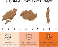 Image of Diarrhea in cats
