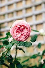 A versatile repeat blooming climber ideal for many uses in the small or large garden for training on fences, trellises, walls and gazebos. Pretty Pierre De Ronsard Vintage Pink Rose By Gillian Vann Rose Pink