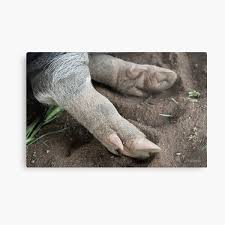 The long, woolly outer coat varies from brown to beige. Cloven Hoof Metal Prints Redbubble