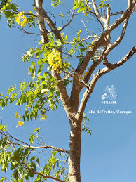 Image result for Cassia fistula