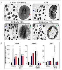 The centers for disease control and prevention (cdc) warns, mrsa is well known but any staph can be deadly. when it comes to mssa vs mrsa, the two are more alike than different. Antibiotics Free Full Text Membrane Targeting Triphenylphosphonium Functionalized Ciprofloxacin For Methicillin Resistant Staphylococcus Aureus Mrsa