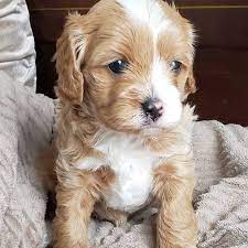 Browse thru cavapoo puppies for sale near burgaw, north carolina, usa area listings on puppyfinder.com to find your perfect puppy. Home Raised Cavapoo Puppies For Rehoming Cavapoo Puppies For Sale Facebook
