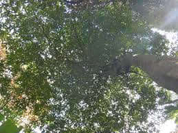 Image result for Trilepisium