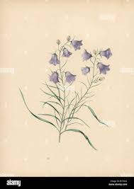 Image result for Commiphora mombassensis