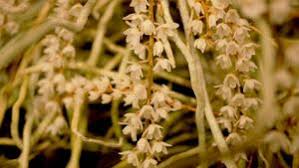 Image result for Microcoelia koehleri