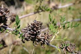 Image result for Indigofera kuntzei