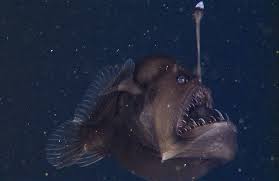 A single, simple or branched escal appendage in front of escal accepted name: Animal Sex How Anglerfish Do It Live Science