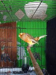 5 burung terbaik yaitu yudistira, manohara, josh bush, rgr dan jono. Komunitas Kenari Malang Selatan Kkms Facebook