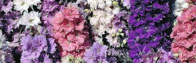 These shady planters, though, are having plenty of fun sans sun. What To Sow And Grow In May Thompson Morgan