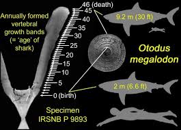 The megalodon is an extinct species of shark that lived during the early miocene period. Megalodon Shark S Enormous Babies Ate Their Siblings In The Womb Earth Earthsky