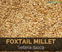 Foxtail Millet Facts Health Benefits And Nutritional Value