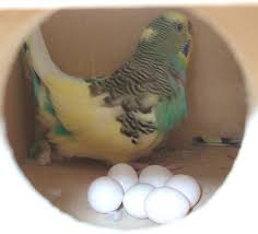 Budgie Breeding Budgies Budgies Bird Parakeet