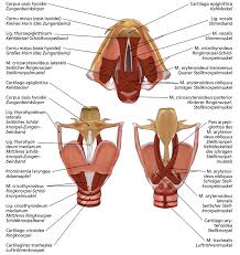 Kehlkopf Anatomie Ukulele Musik