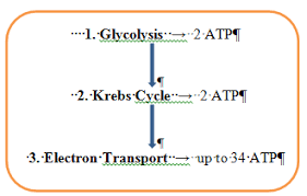 cellular respiration ck 12 foundation