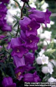 These sturdy bloomers unfurl flowers that change color as they age. Campanula Zone 5 Flowers Trees To Plant Flowers To Grow Beautiful Flowers