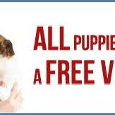Massapequa, suffolk county, new york. Luxury Puppies Pet Shop Pet Service In Massapequa