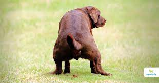 Dog Diarrhea Home Remedies That Work Dogs Naturally