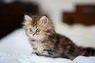 10 Cat Breeds That Have the Absolute Best Personalities ...