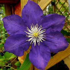 Plant profile of clematis 'lady betty balfour' on gardenersworld.com. Clematis Lady Betty Balfour Friedrich M Westphal Clematiskulturen