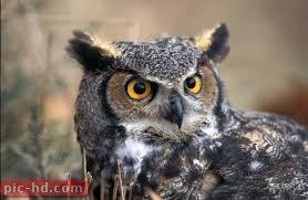صور البومة معلومات عن طائر البومة Great Horned Owl Horned Owl Owl