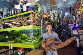 Generally speaking, freshwater aquarium fish can be easier to if you have a mom and pop petstore, they will often give you a small amount of store credit. Here Are 4 Shops To Get You Hooked On Pet Fish