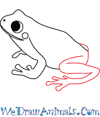 Below each arm and leg congratulations you have finished this online art lesson, how to draw a tree frog! great job! How To Draw A Green Tree Frog